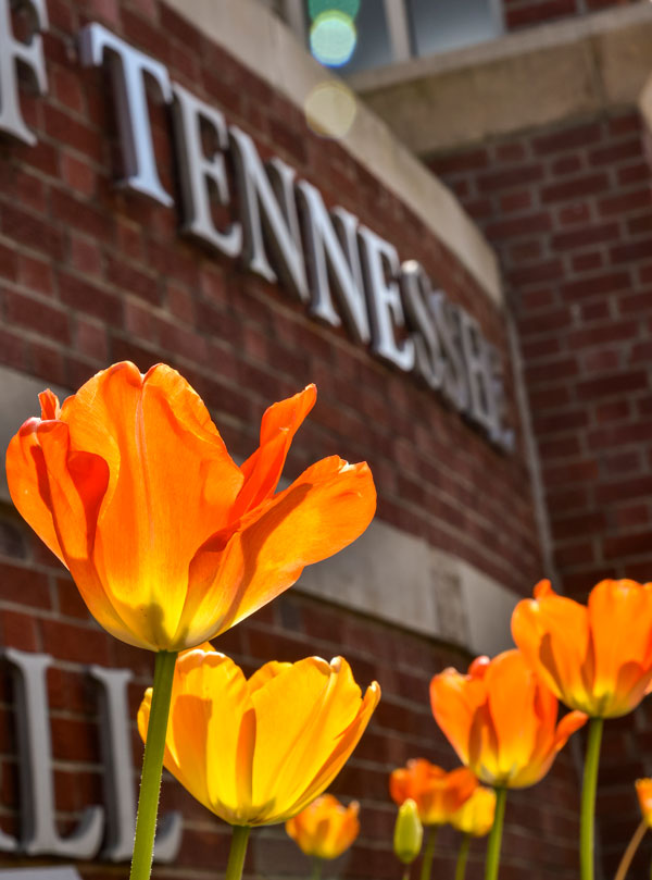 Tulips on Knoxville campus.